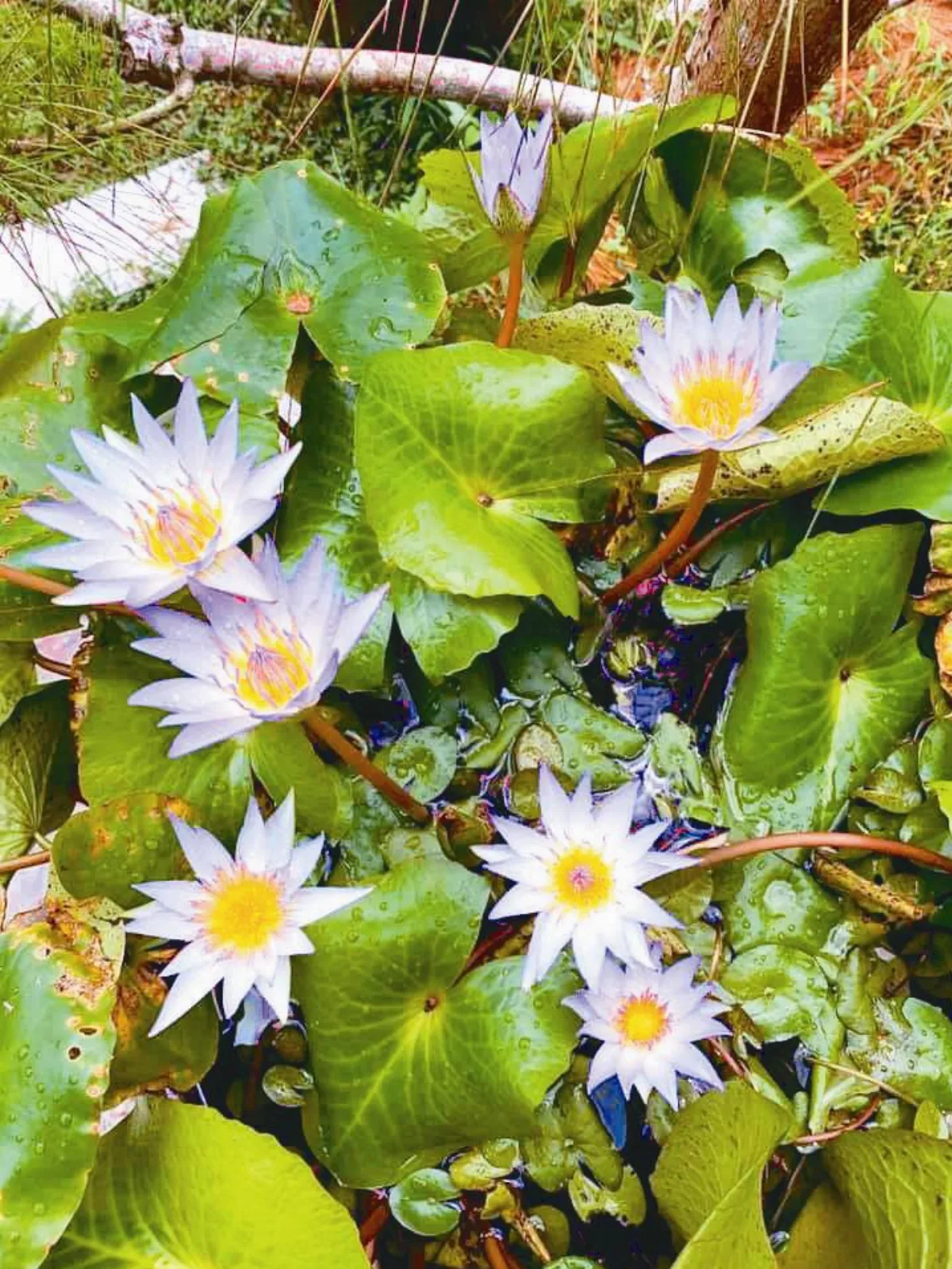 【春秋雜論】 印度文化崇尚蓮花