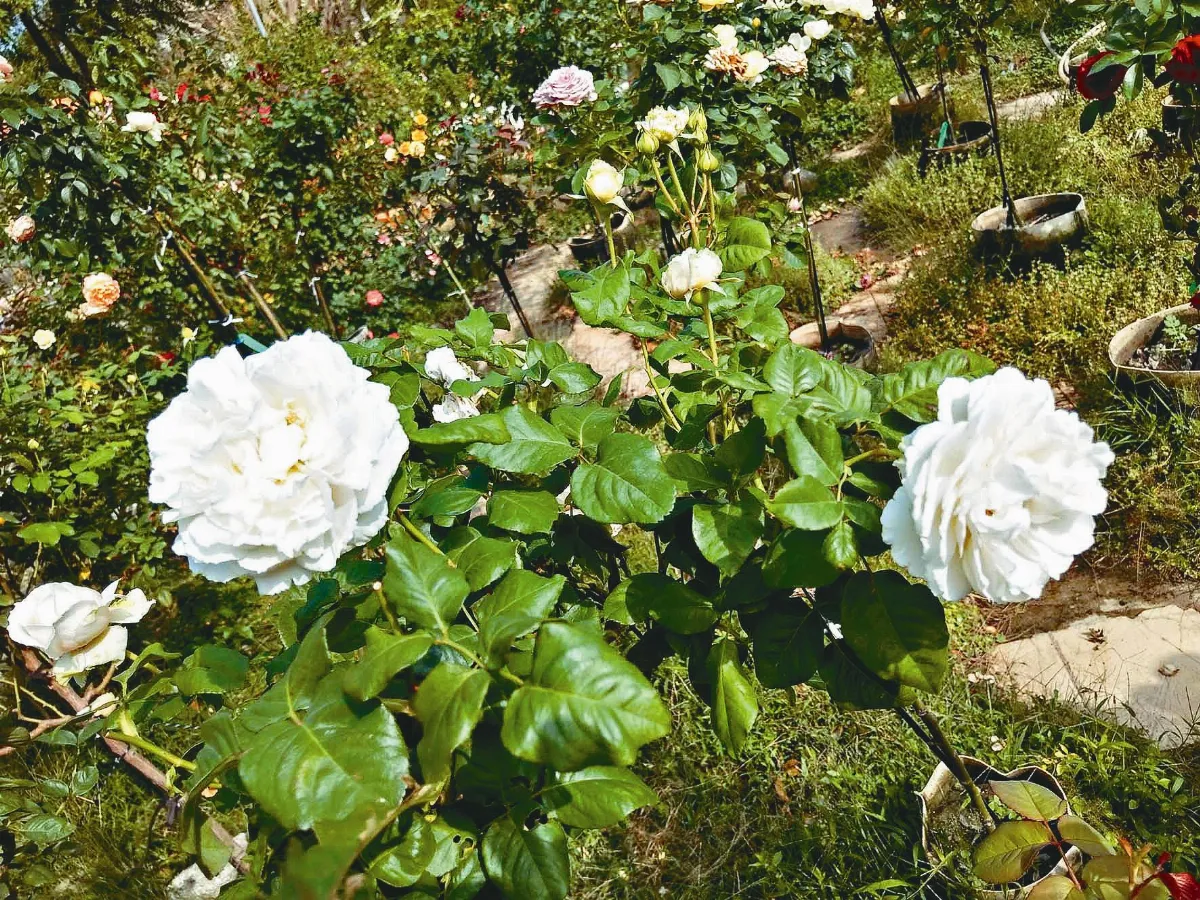 植物教室  玫瑰花