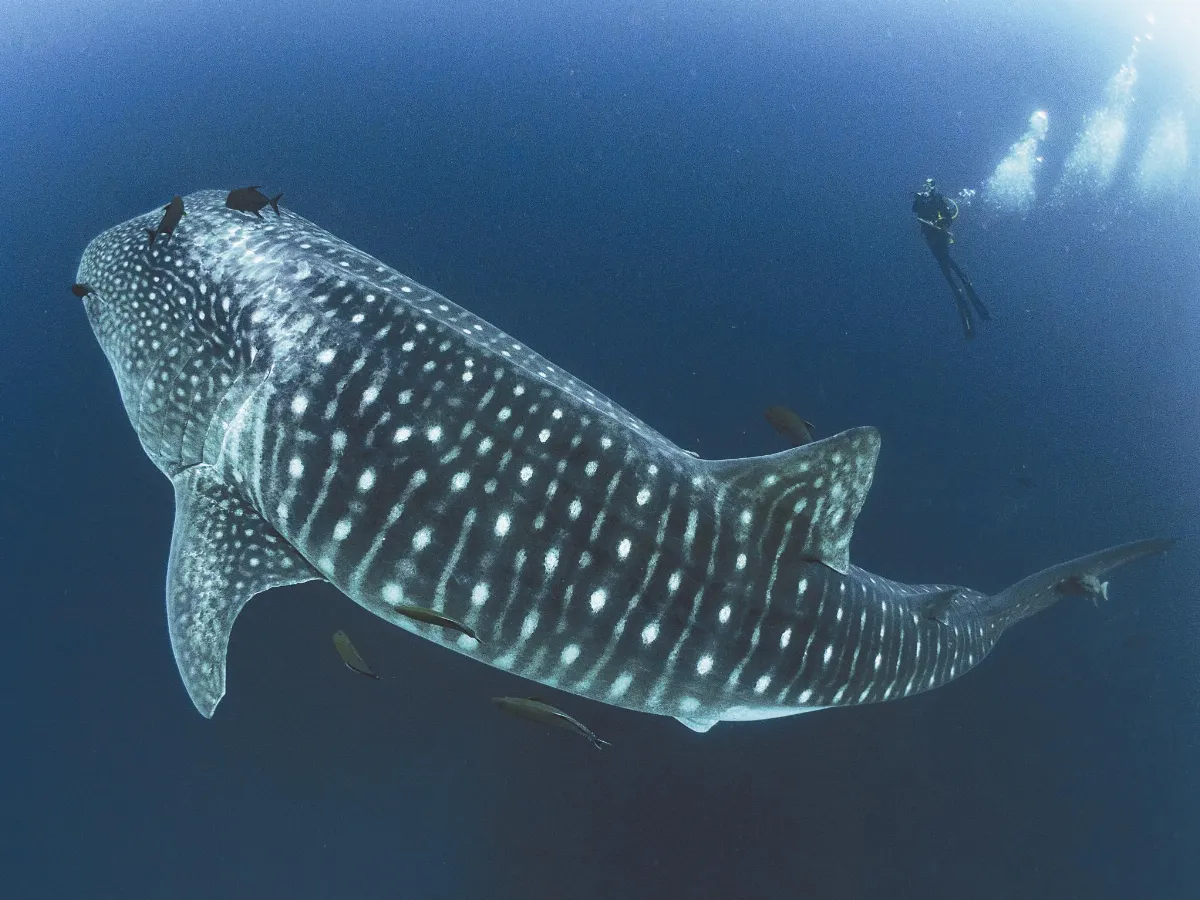 科學尬新聞 冷戰核試爆定年 揭露鯨鯊壽命