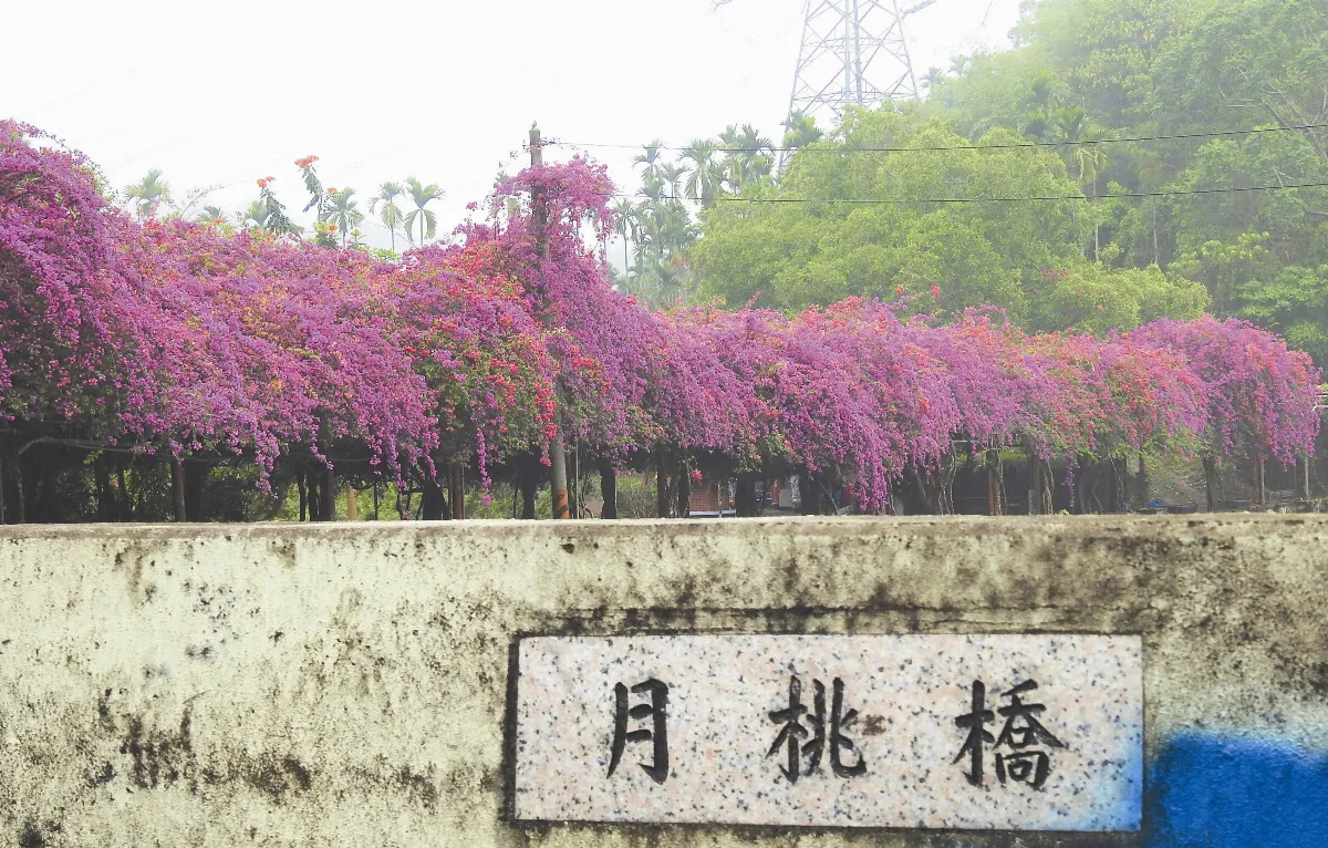 九重葛祕境 引爆紫紅色浪漫