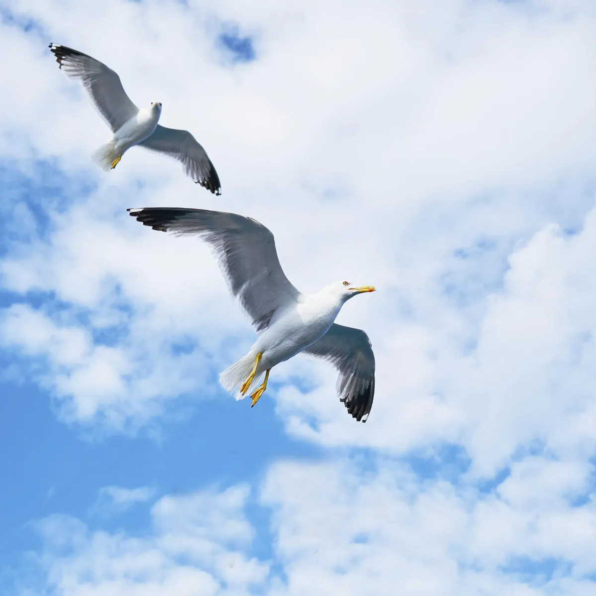 般若心經的生活觀  透過故事讀心經 下卷 ⑰  本性寂靜 般若智性沒有生死