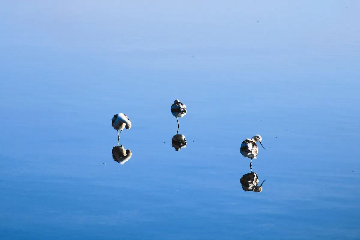 水靜鳥閒