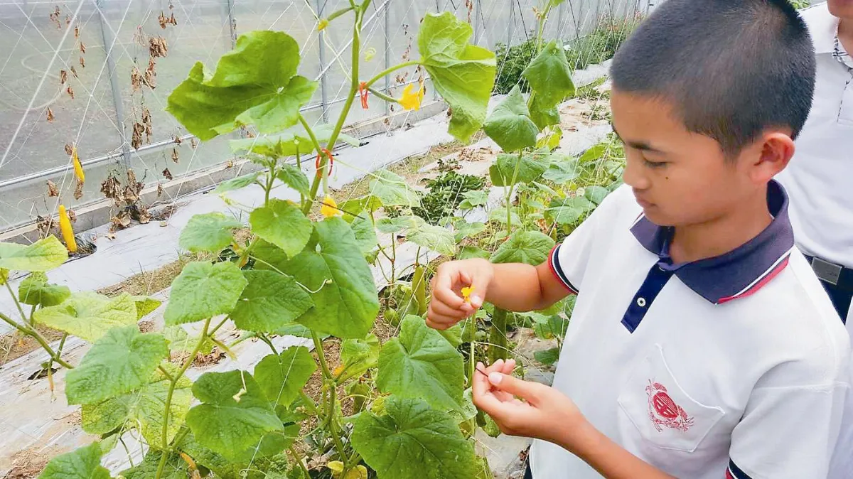 不輸日本品種 小學生研發 官甜1號小黃瓜