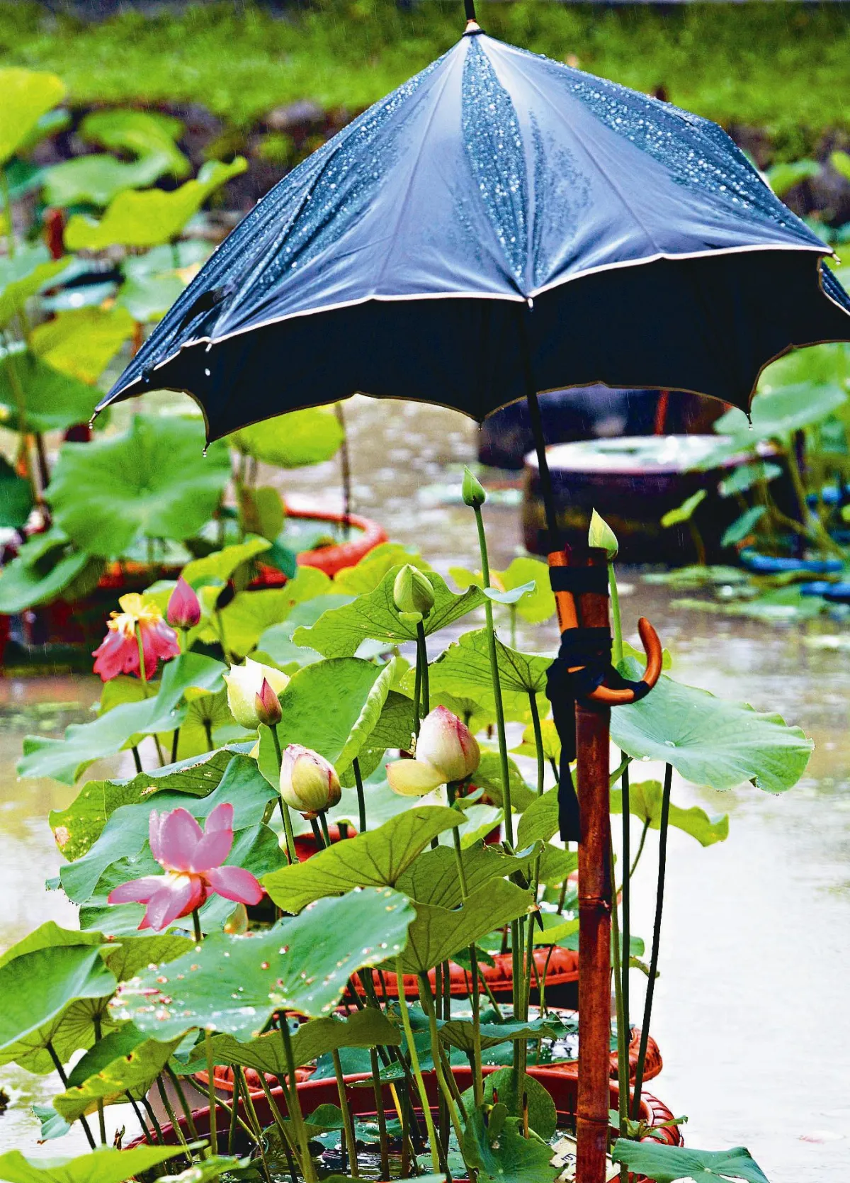 撐傘護荷 待來日綻放
