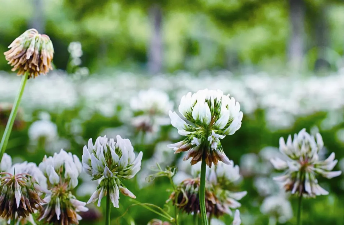 般若心經 的生活觀  透過故事讀心經 下卷 ⑳  生命一念不覺  就有生死人我