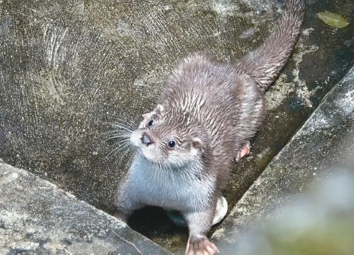 台北動物園網路票選 水獺妹妹 取名金萌