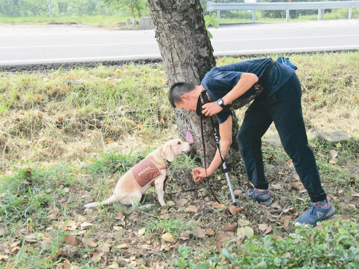 快篩褐根病 狗醫師助林木防治