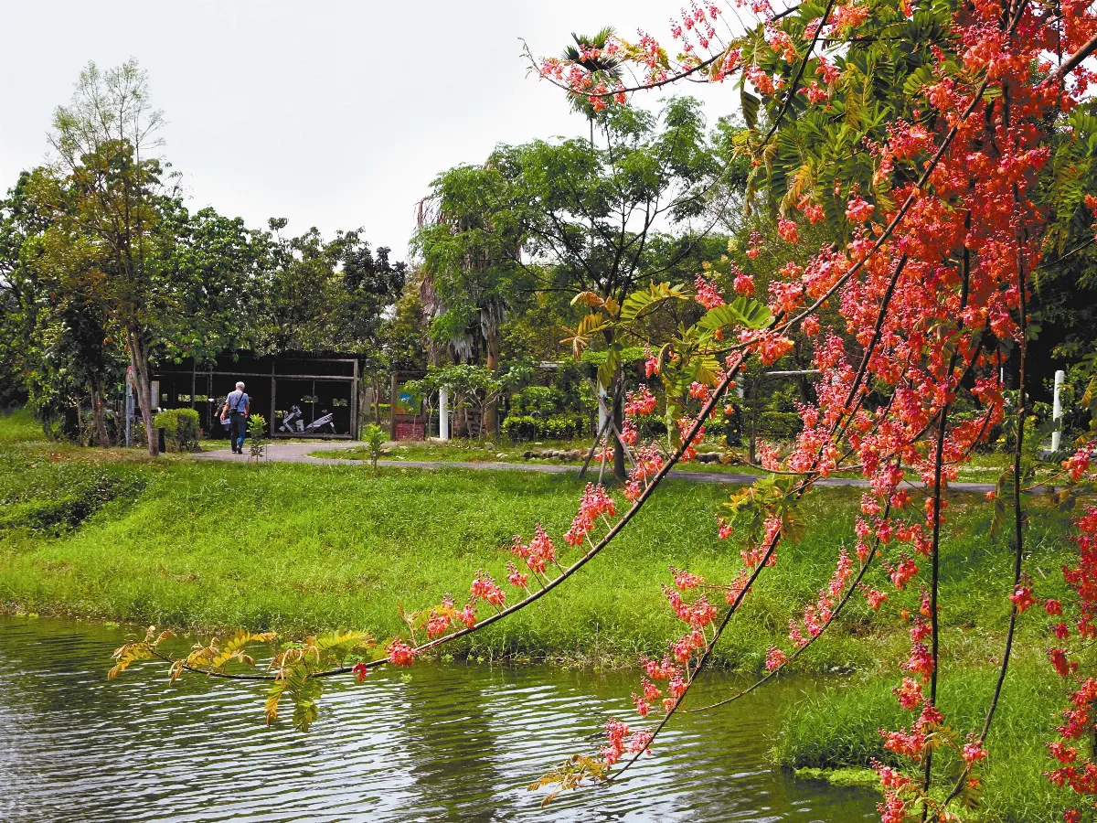 曼妙花姿