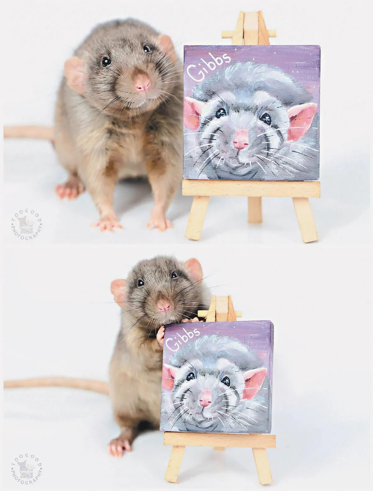 鼠鼠藝術家 小爪印作畫
