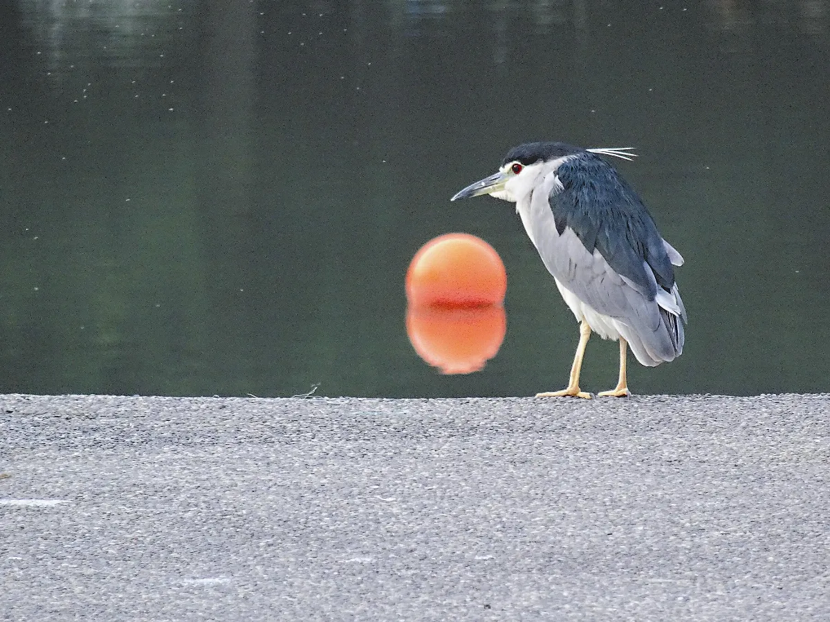 生活快門 沉思「夕陽」下