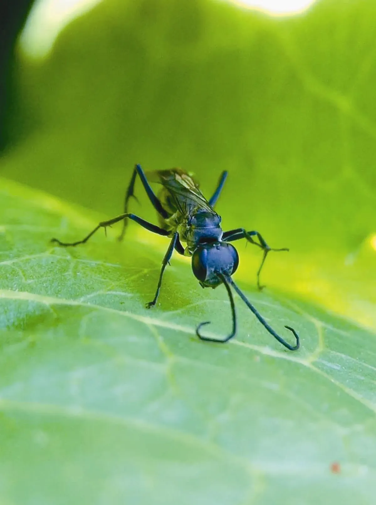高手在民間 蜘蛛獵人──蛛蜂