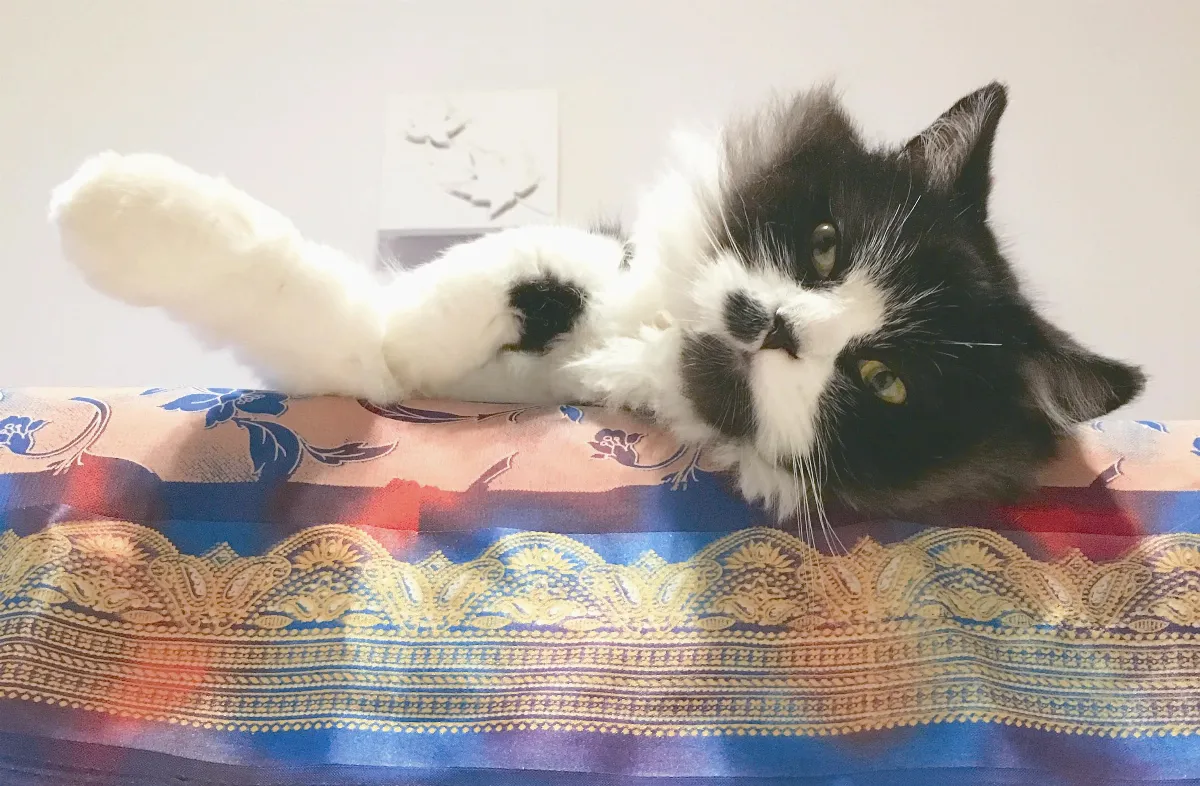 貓眼看人生  關注每個當下