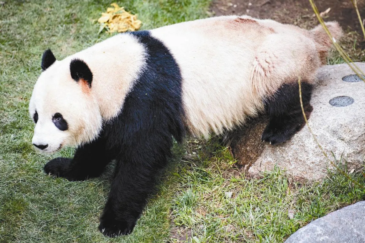 闖過防護網 動物園貓熊越獄X