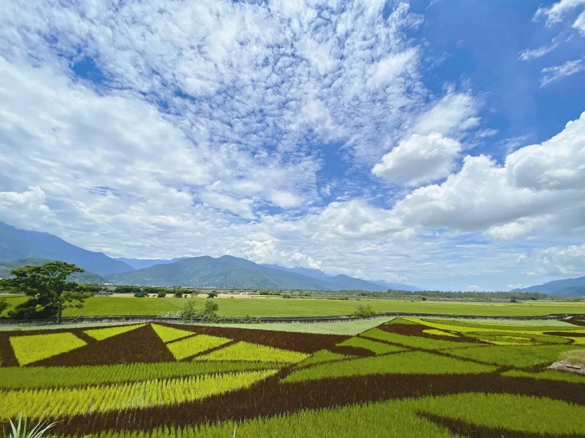 大地畫布&ensp;山景躍上稻田