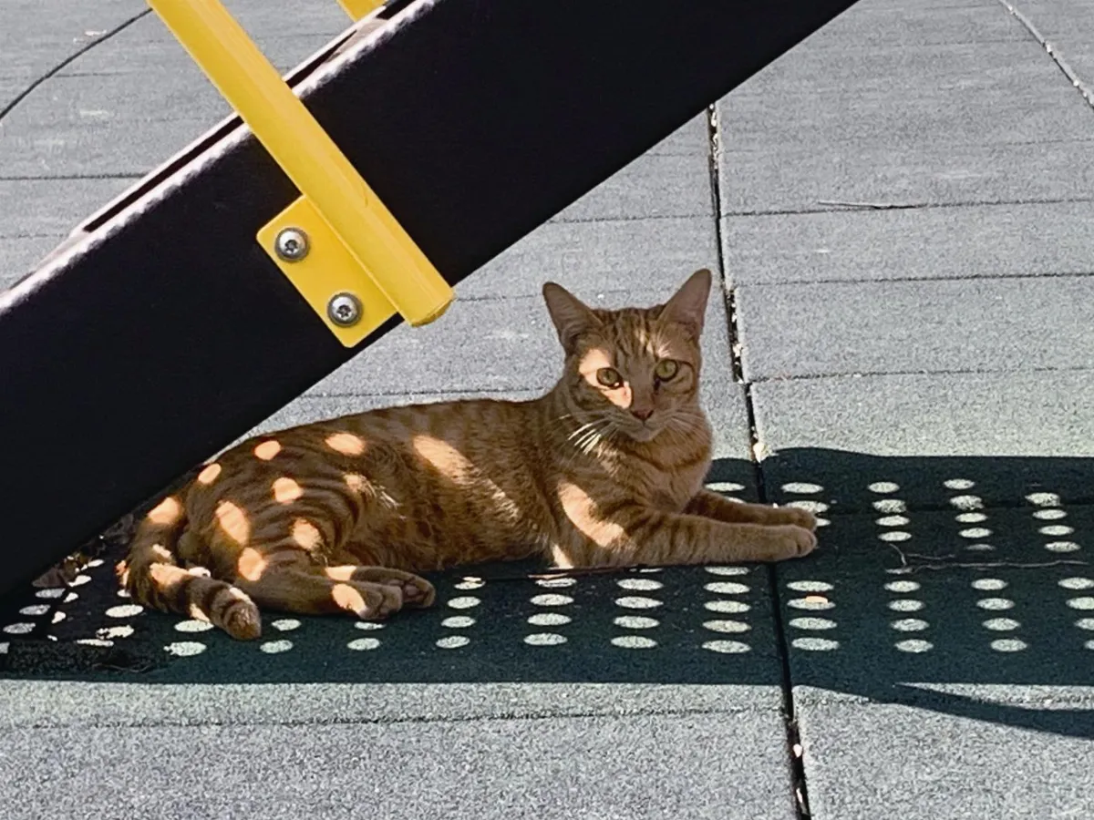 5-6月主題徵文居家 晒太陽的貓