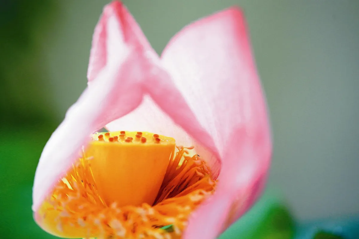 番茄蓮子空心菜   夏至養心3聖品