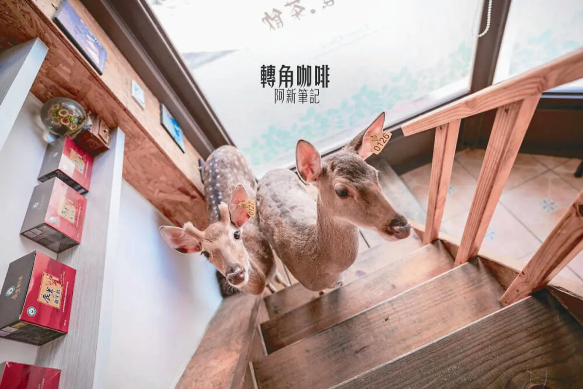 找鹿喝咖啡 就在轉角