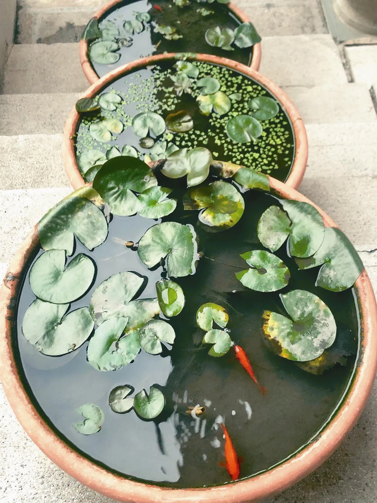 生活快門 水缸啟示