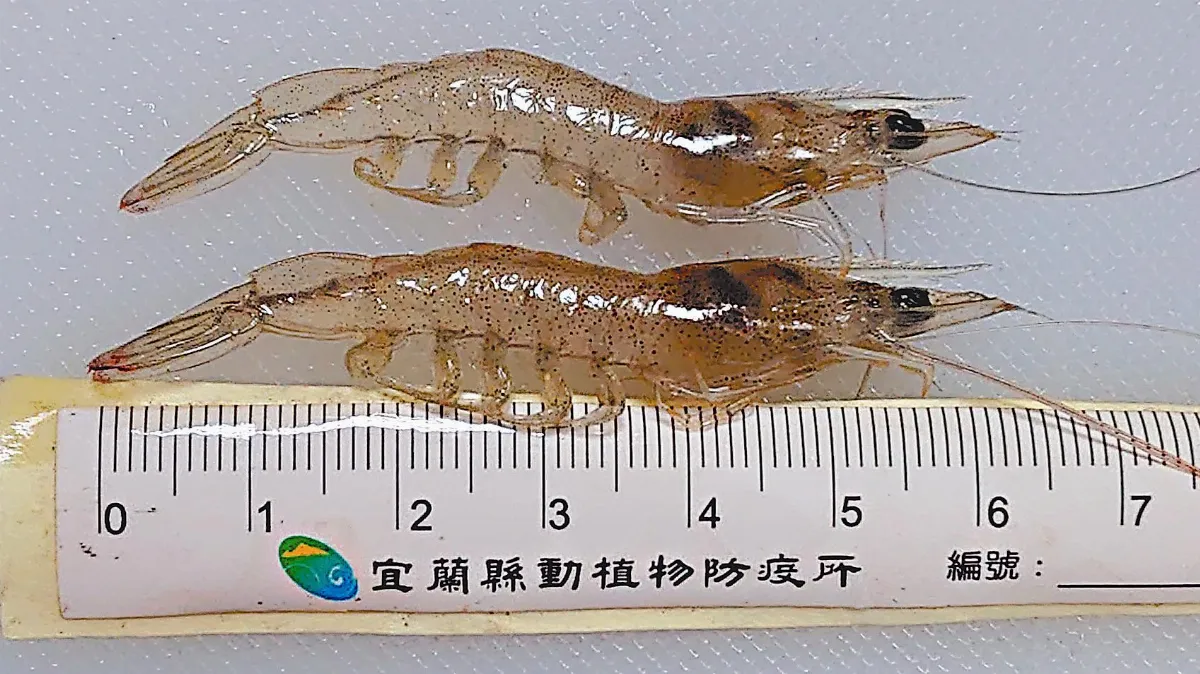 台5成螯蝦 染十足目虹彩病毒