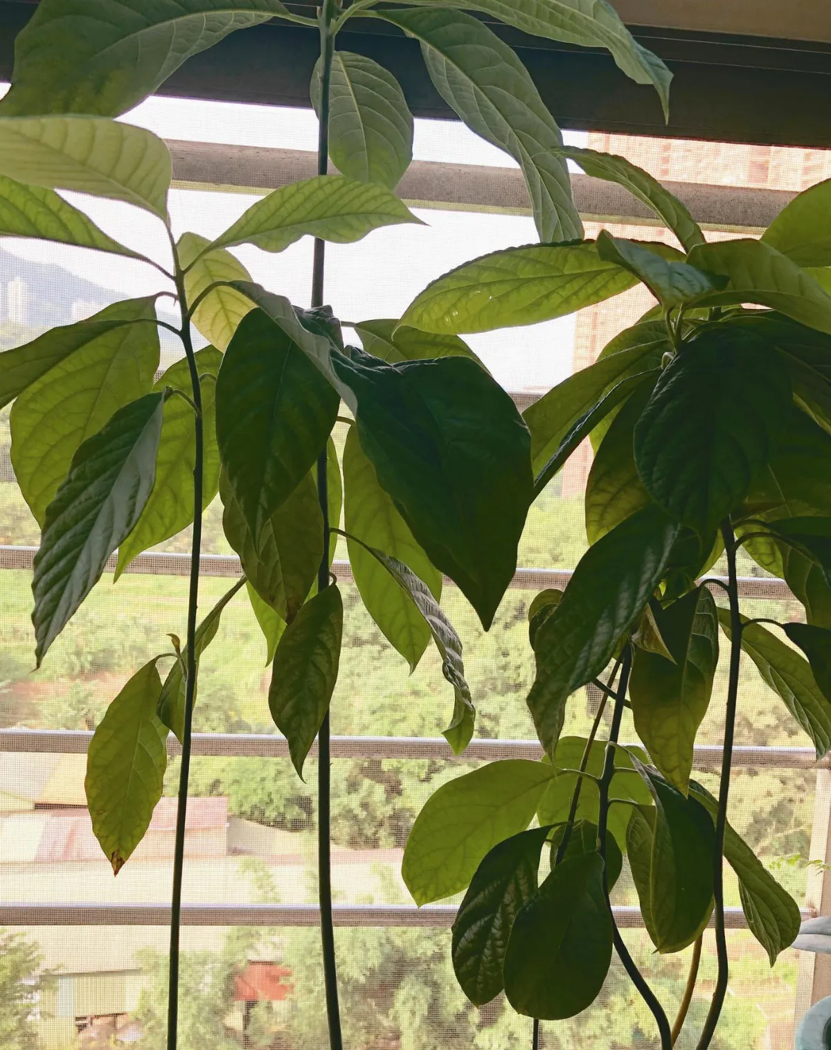 酪梨盆栽