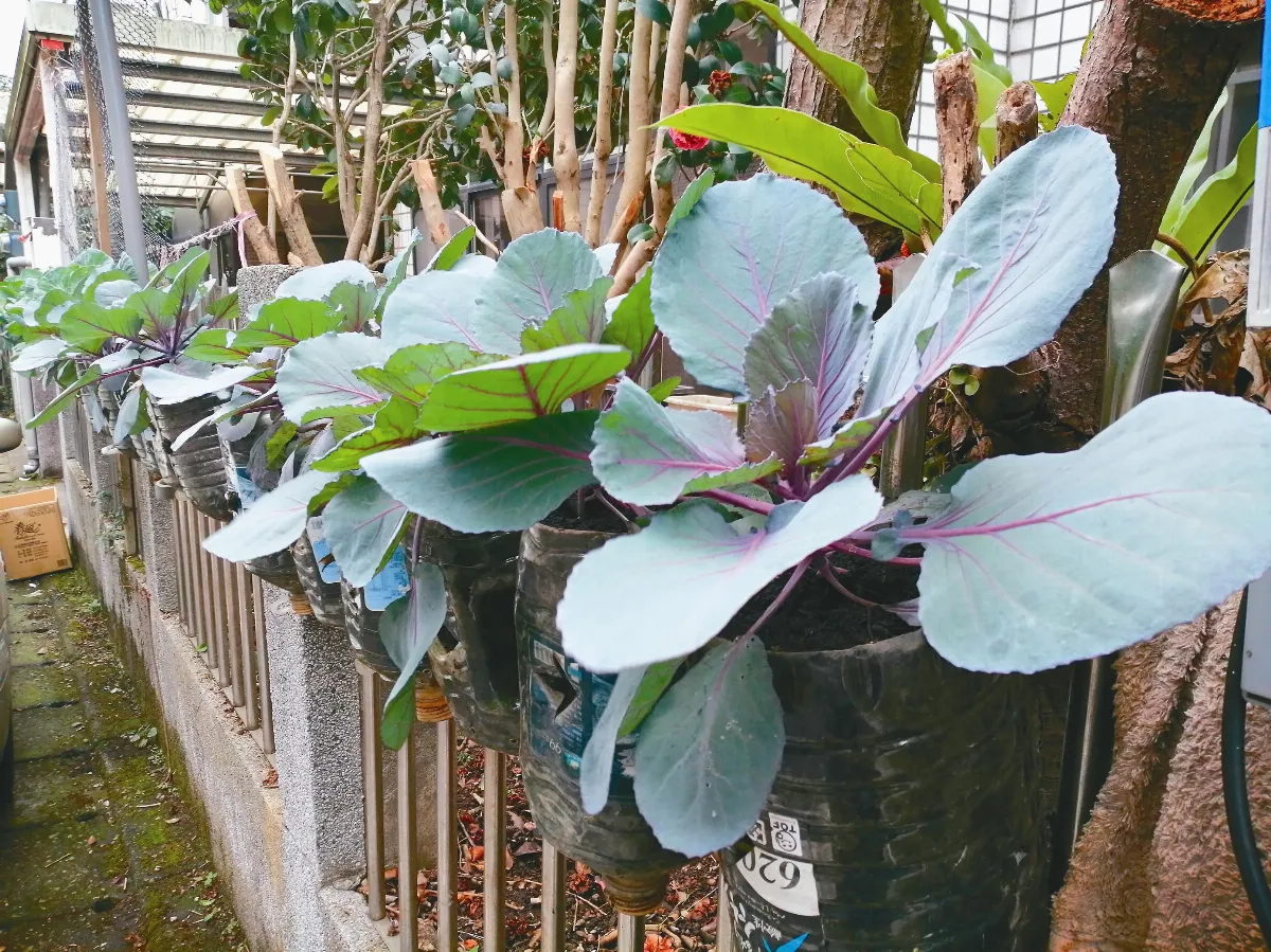 生活快門  空中菜圃