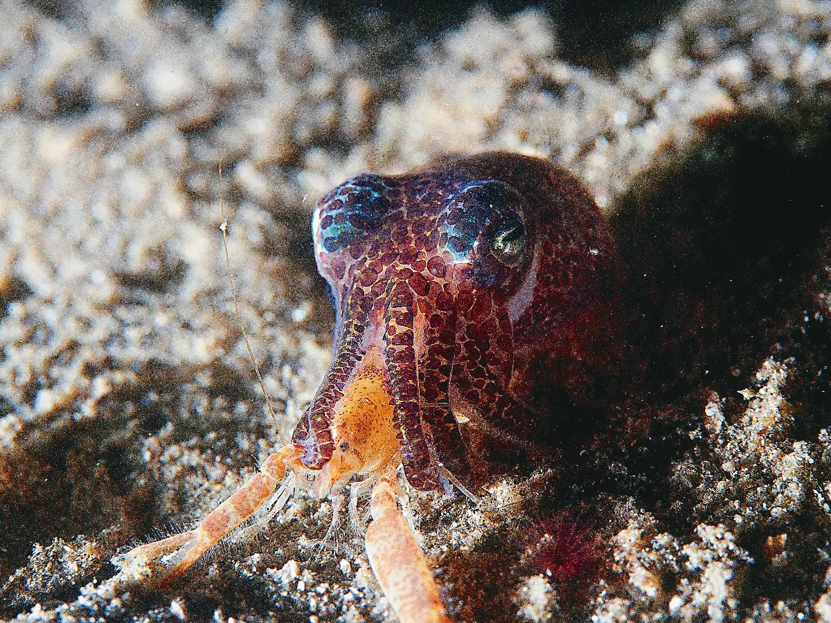 科學尬新聞  保留肚子吃好料 烏賊也懂得