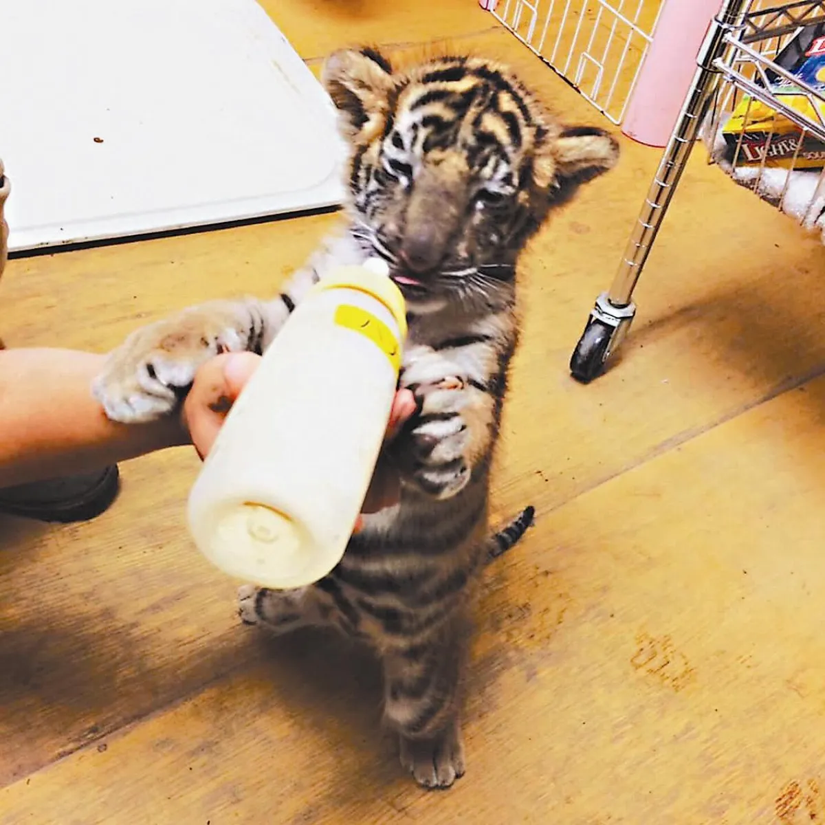 獅子咬牛仔褲  賺自己伙食費