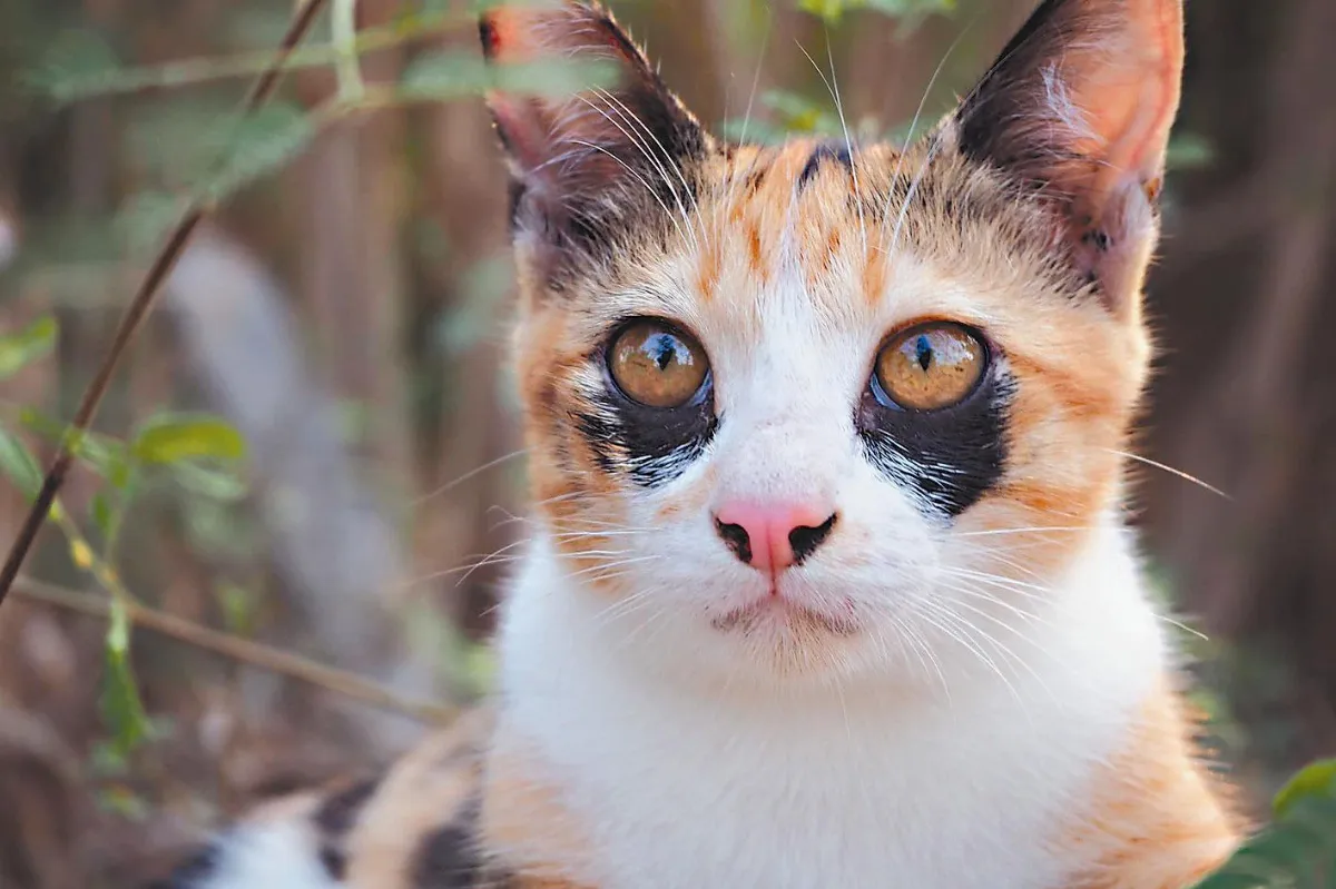 三色貓愛美 搶救黑眼圈