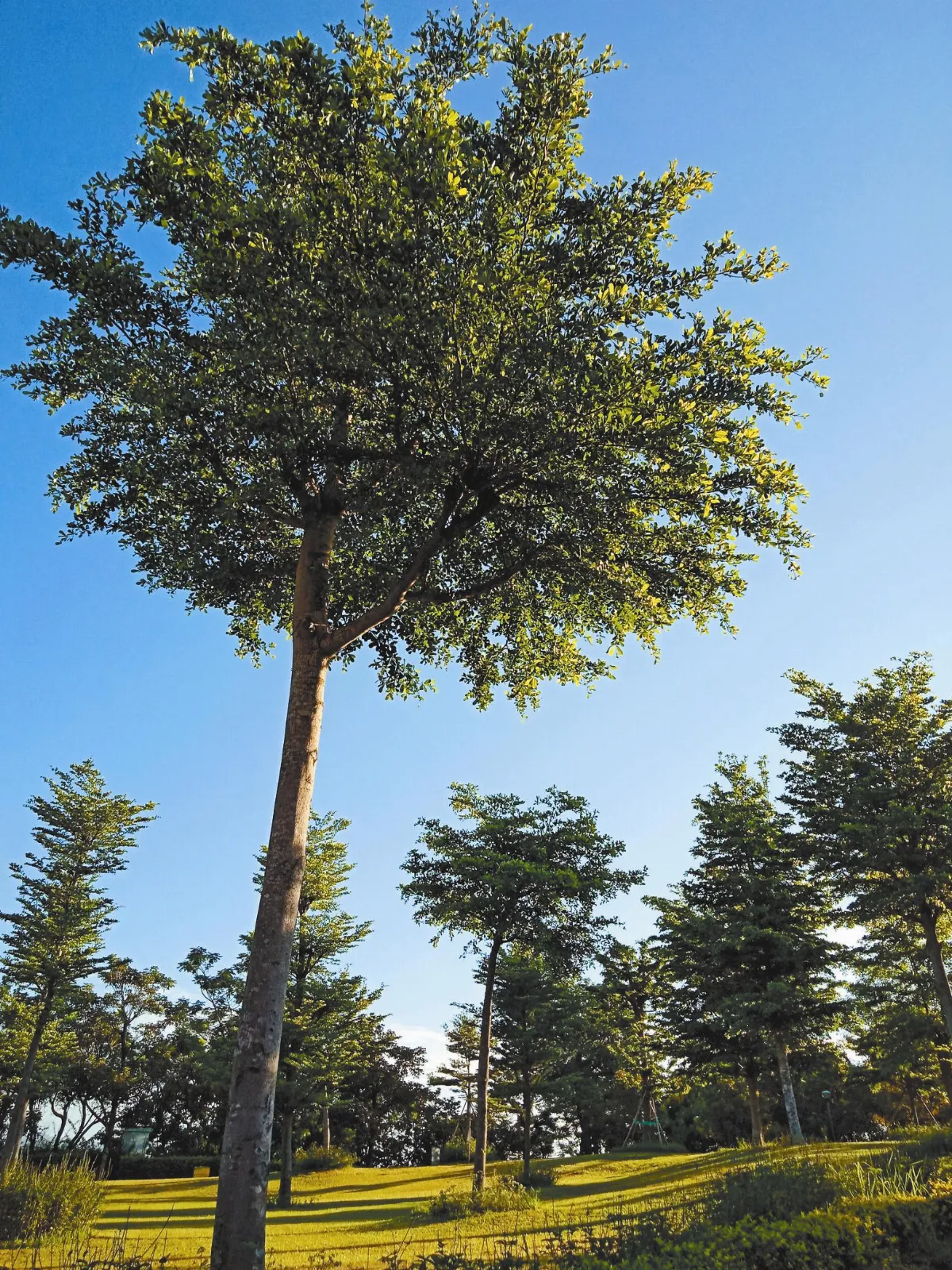 攝影欣賞 曼陀羅花園