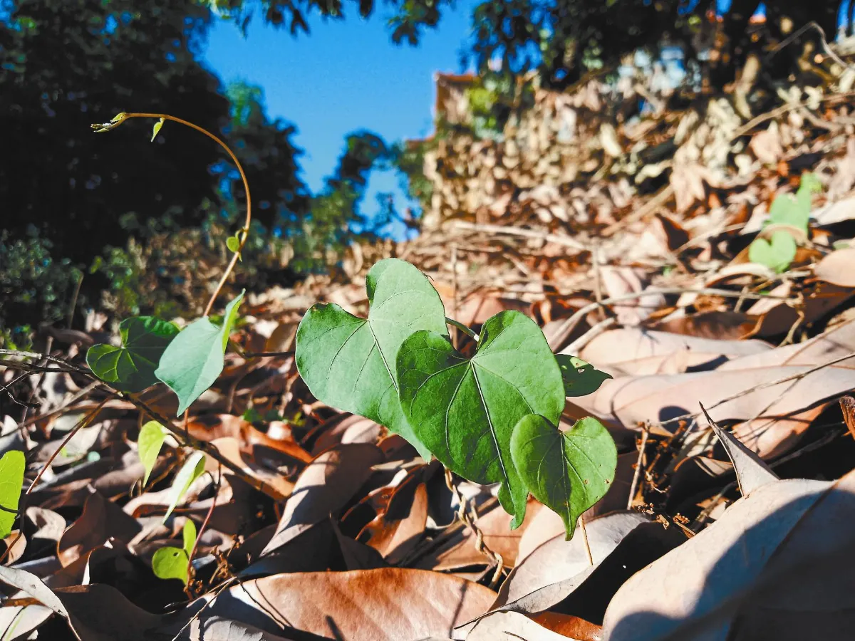 攝影欣賞 曼陀羅花園