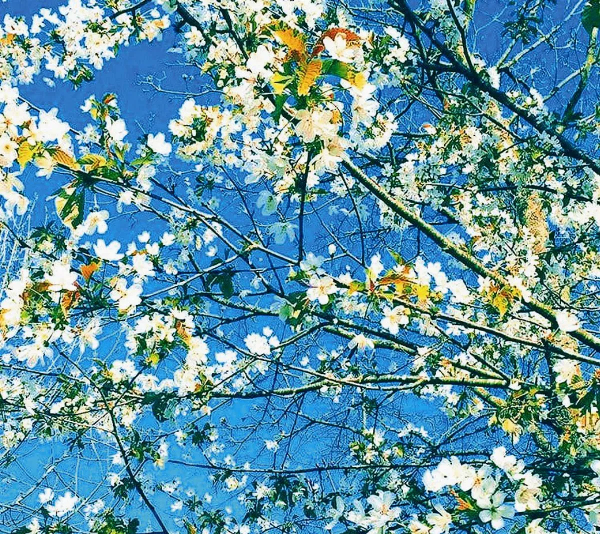 【生命畫語】杏樹盛開之時