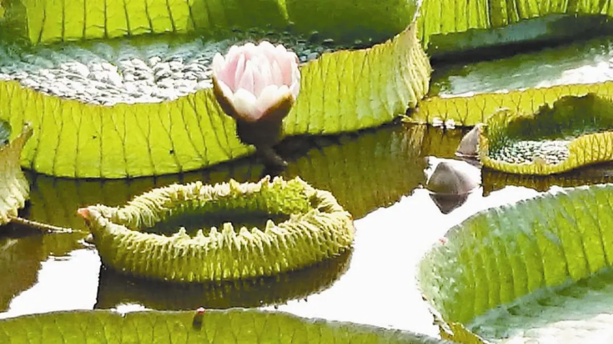 生活快門 大王蓮花開