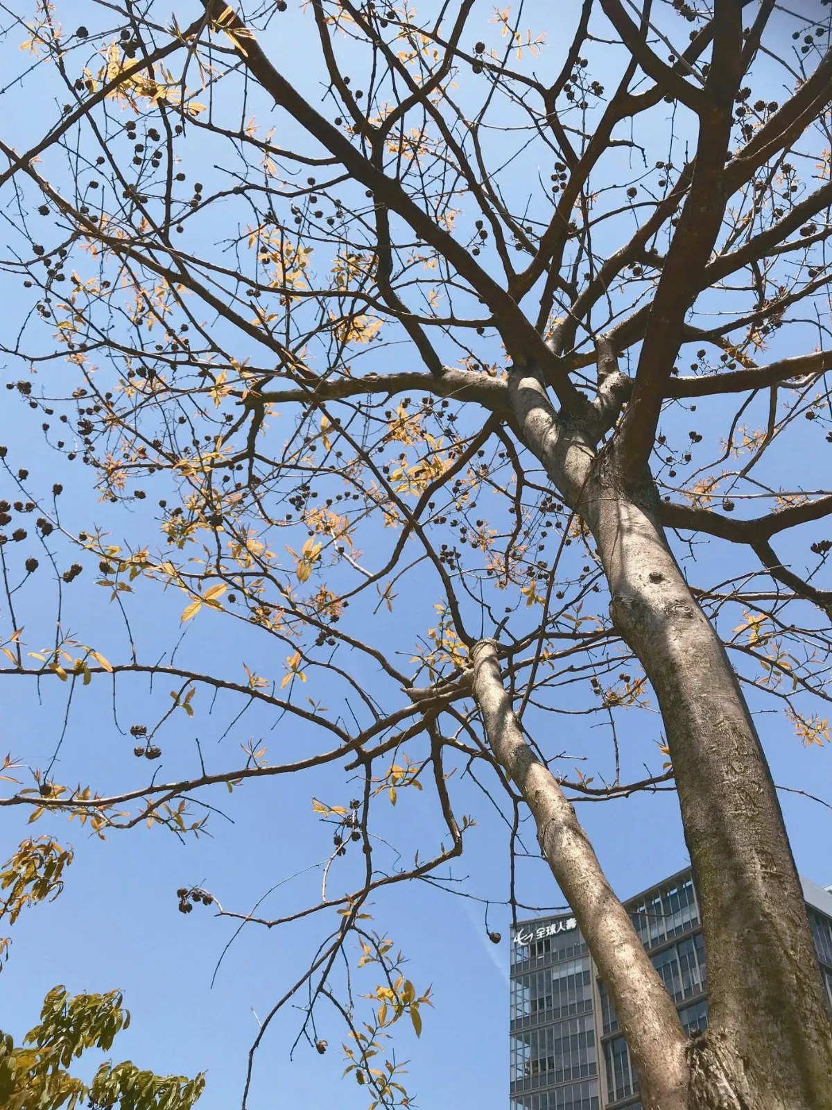 雲端芸語 每日一思 心中的樹