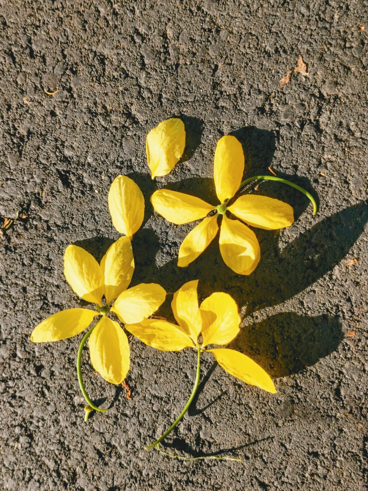 城市花間集  雙溪河畔 阿勃勒