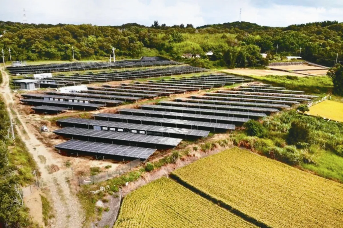 淺山種電 搶占石虎的家
