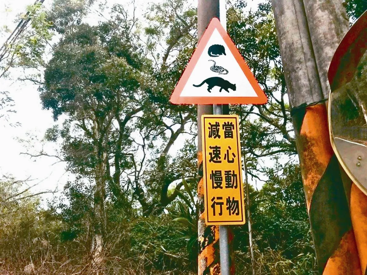淺山種電 搶占石虎的家