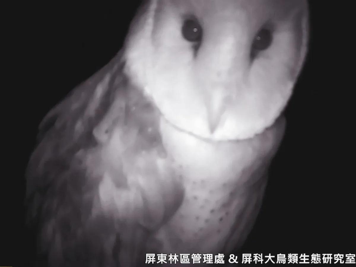 猴子臉怪鳥  草鴞驚喜現蹤