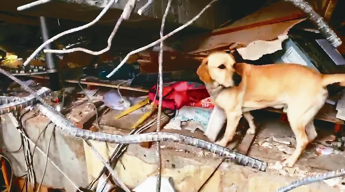 6隻搜救犬授階 鐵雄2線1星