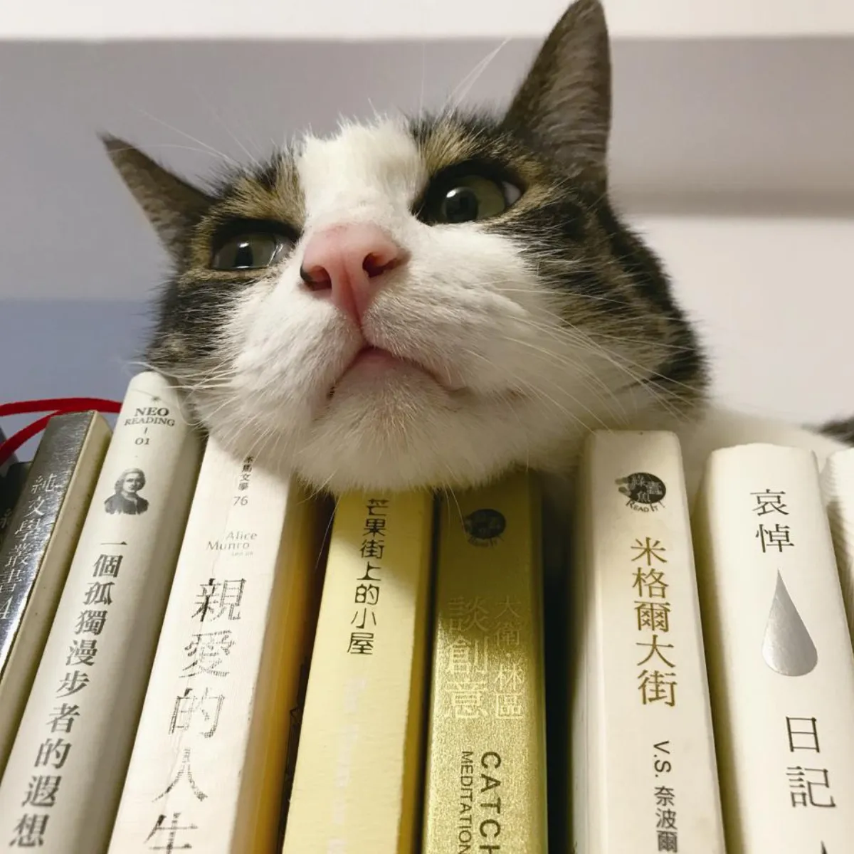 貓眼看人生 因為愛你 暖眼旁觀
