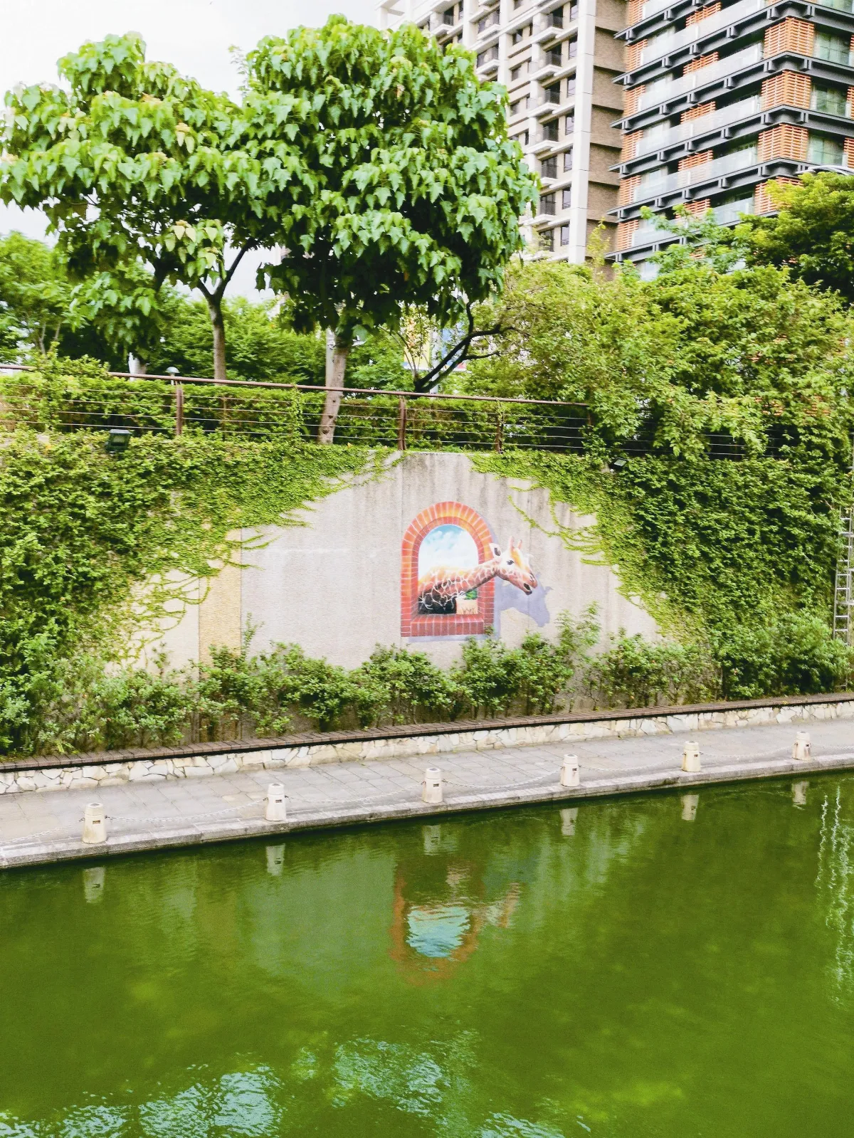 生活快門  長頸鹿喝水