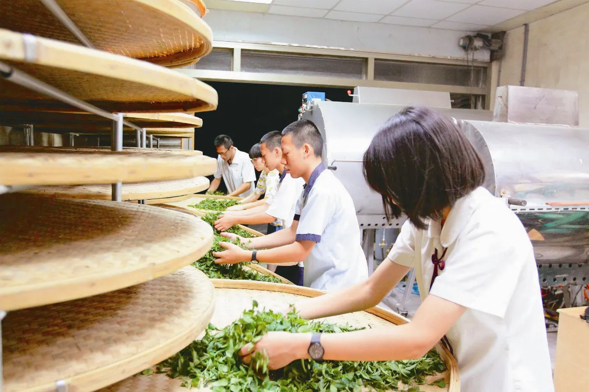 傳承家業堅持有機 復興百年茶園榮景