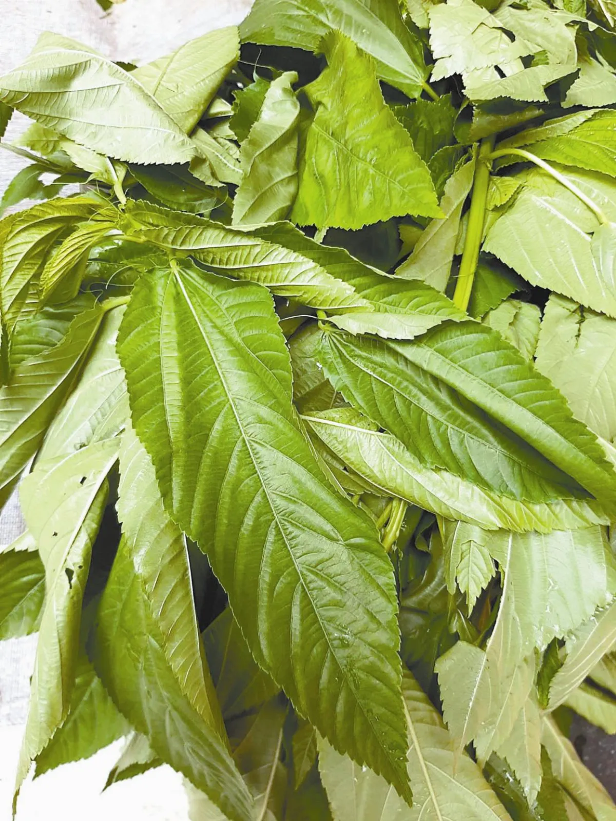 記憶的味道回甘消暑麻薏湯