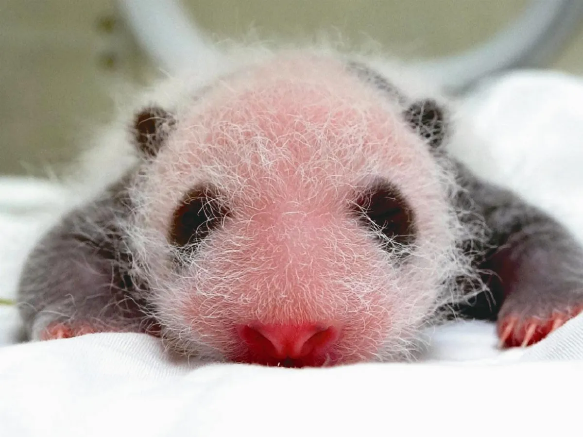 圓仔妹 長出黑眼圈