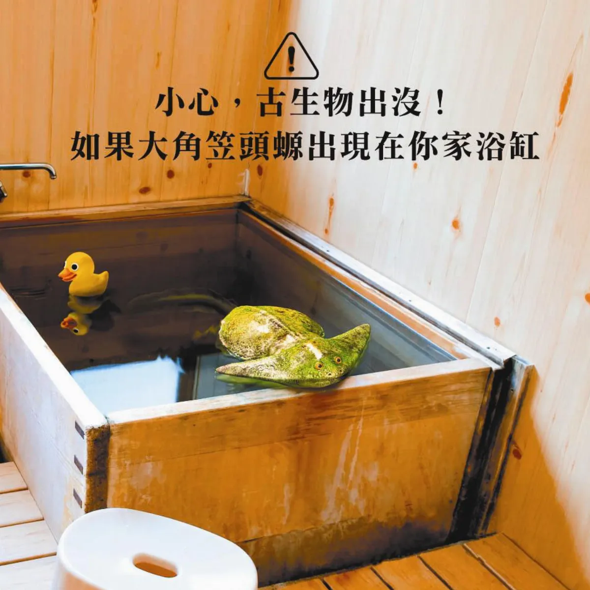 我家哪有這麼科學 如果大角笠頭螈出現在你家浴缸