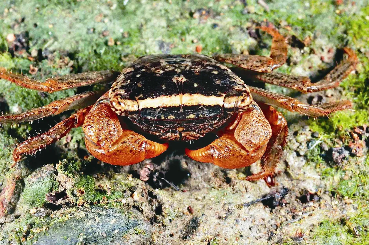 世界新種陸蟹 墾丁現蹤