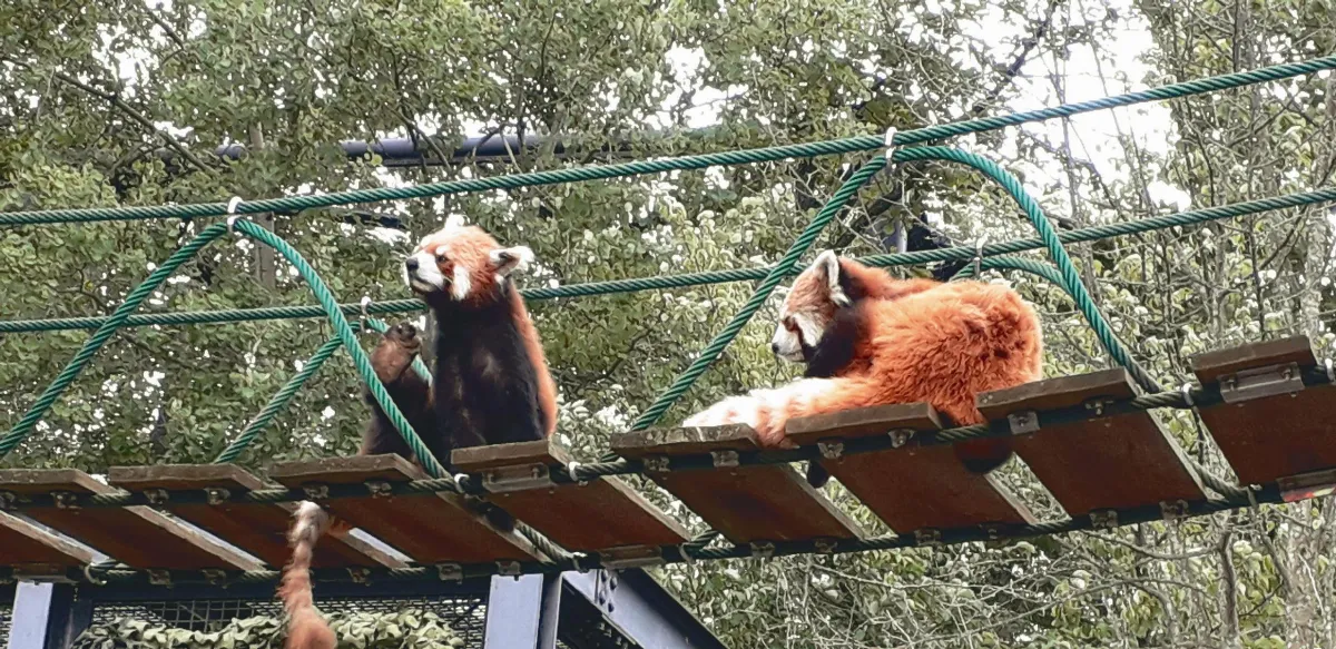 【大江南北】北海道旭山動物園