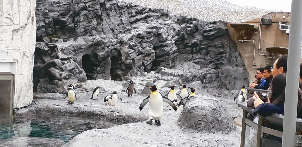 【大江南北】北海道旭山動物園