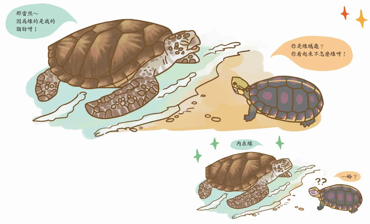 玉子手札  綠蠵龜  不綠