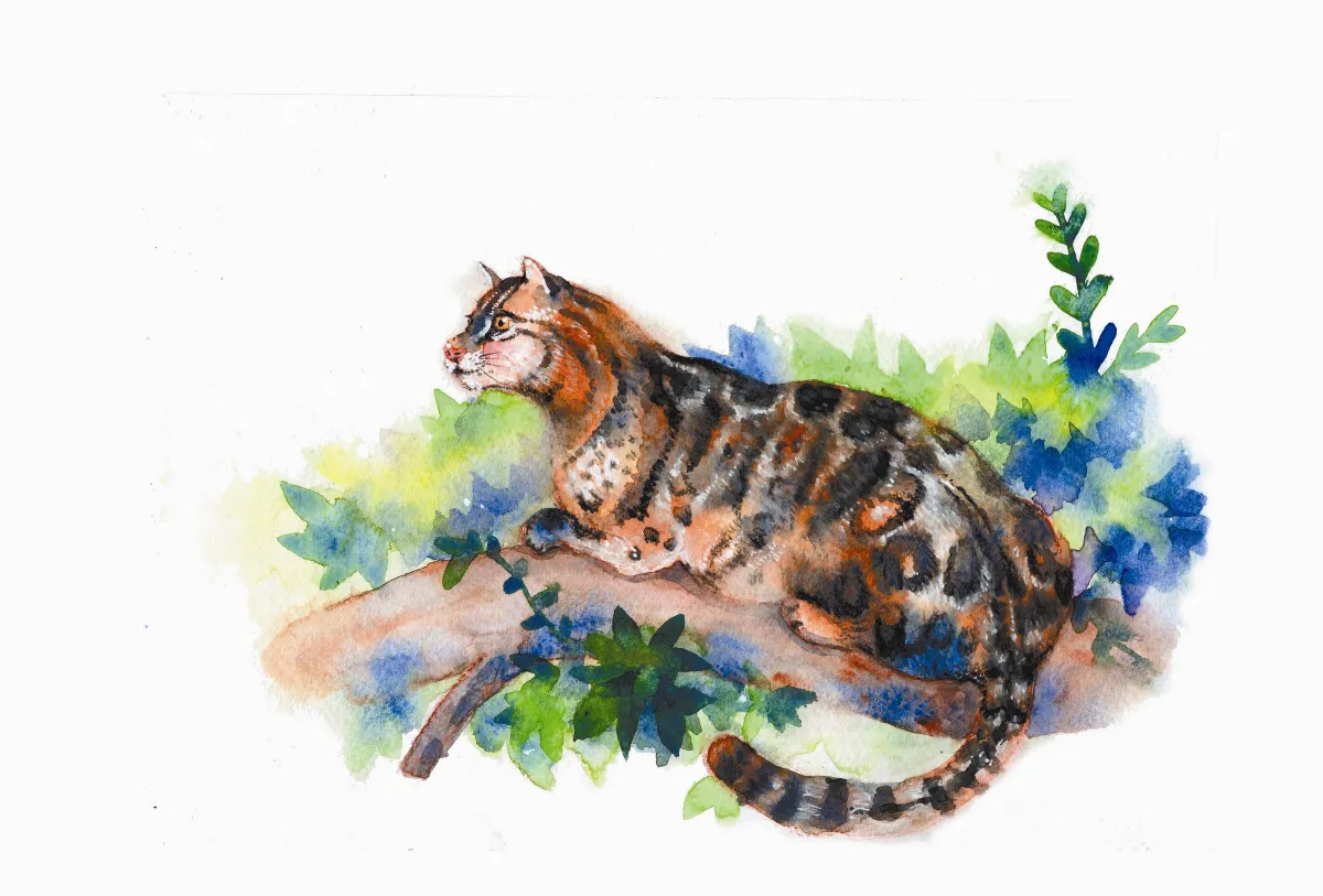 ▍原民說故事 ▍ 雲豹傳人 古茶柏安 上