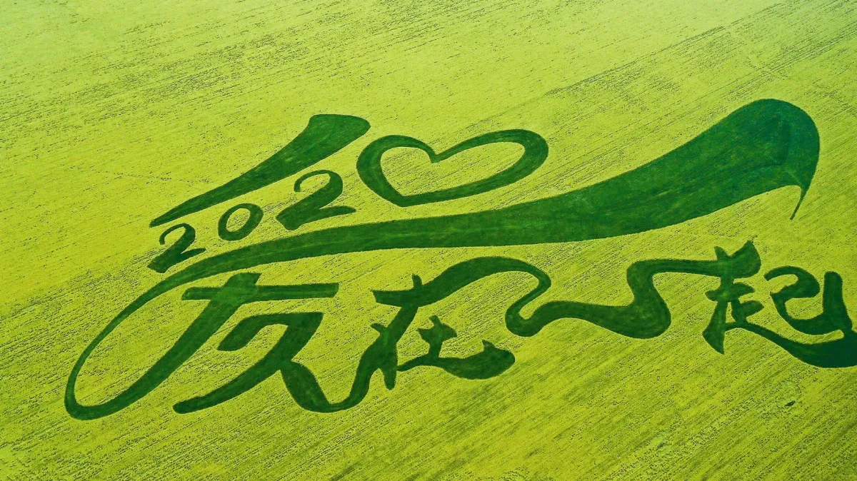 高原花開 迎客來